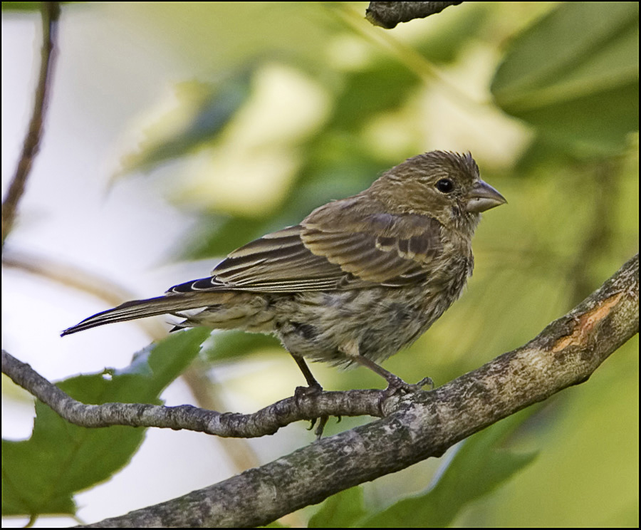 Sparrow in Close Up View