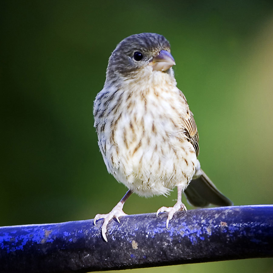 Young Sparrow