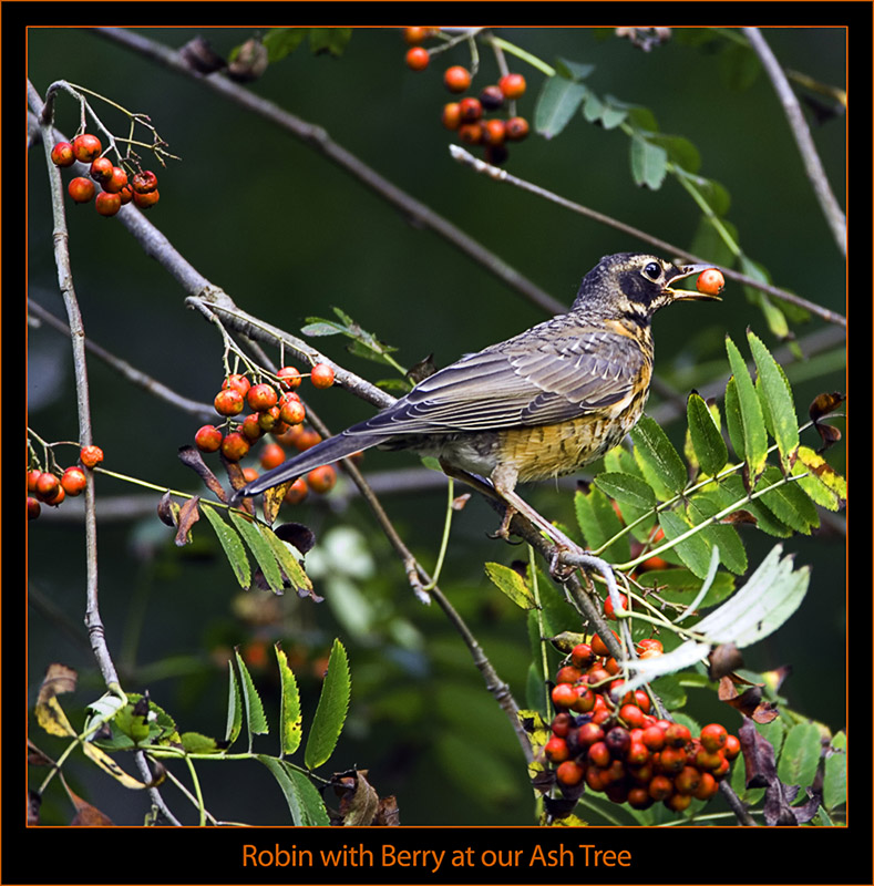 American Robin