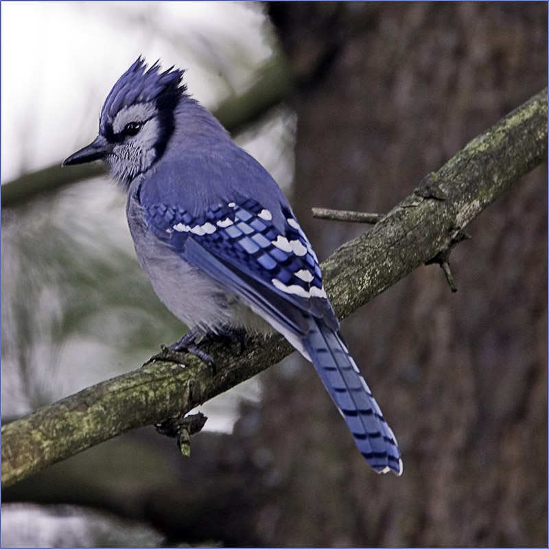 Perched Bluejay