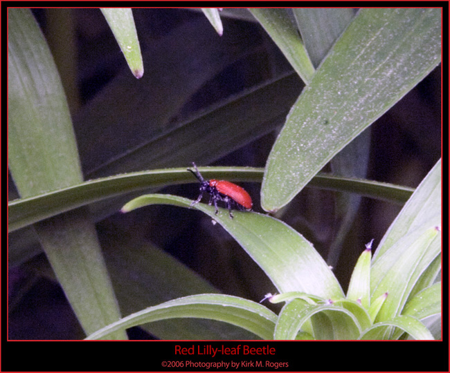 Beetle on Plant