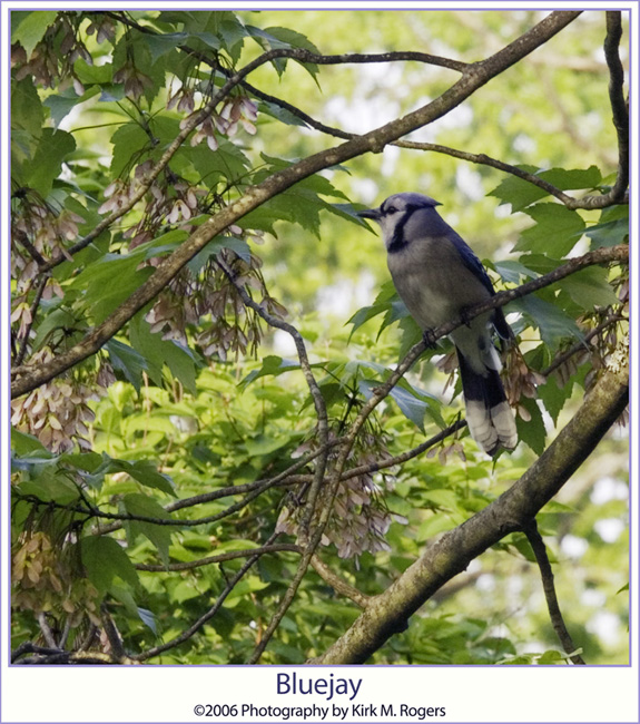 Backyard Bluejay