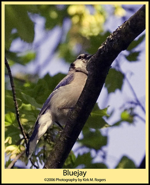 Bluejay in Tree