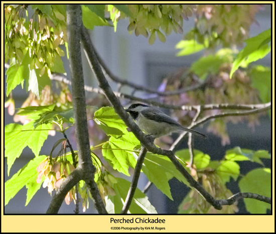 Chickadee in Tree