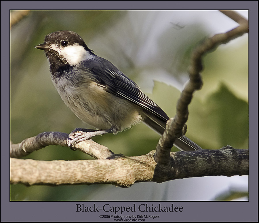 Backyard Chickadee