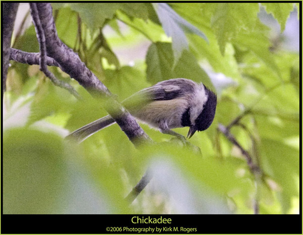 Chickadee in Tree