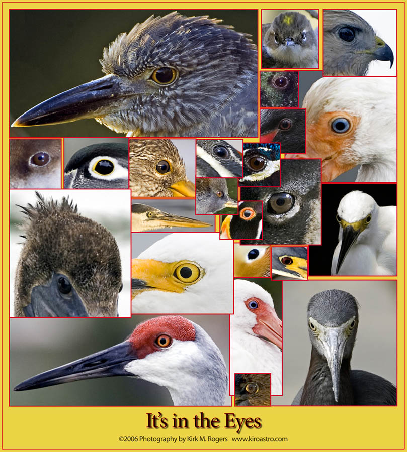 Bird Eyes Images