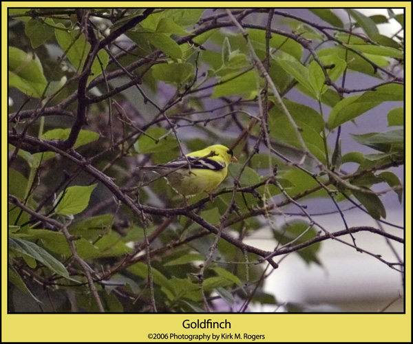 Goldfinch