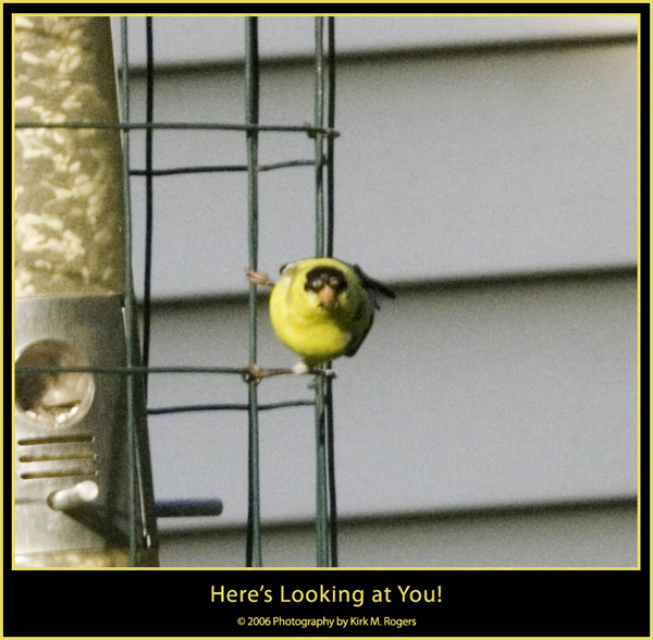 Goldfinch Checking Me Out