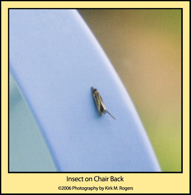 Insect Crawling on Chair Back