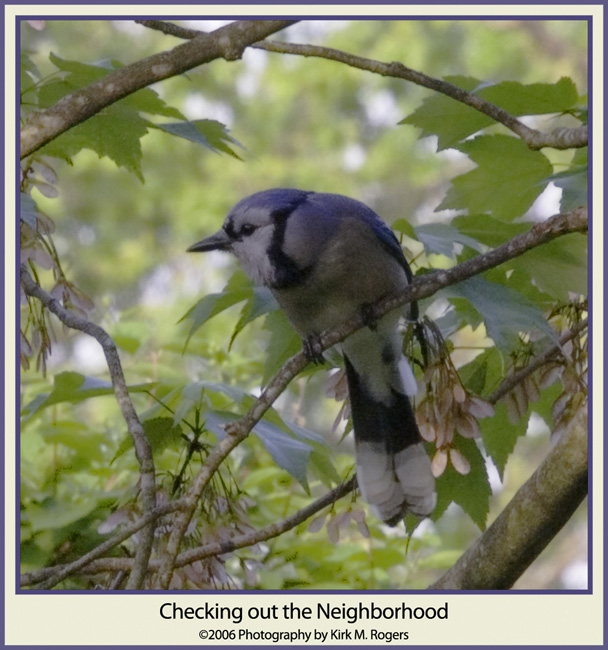 Bluejay Looking