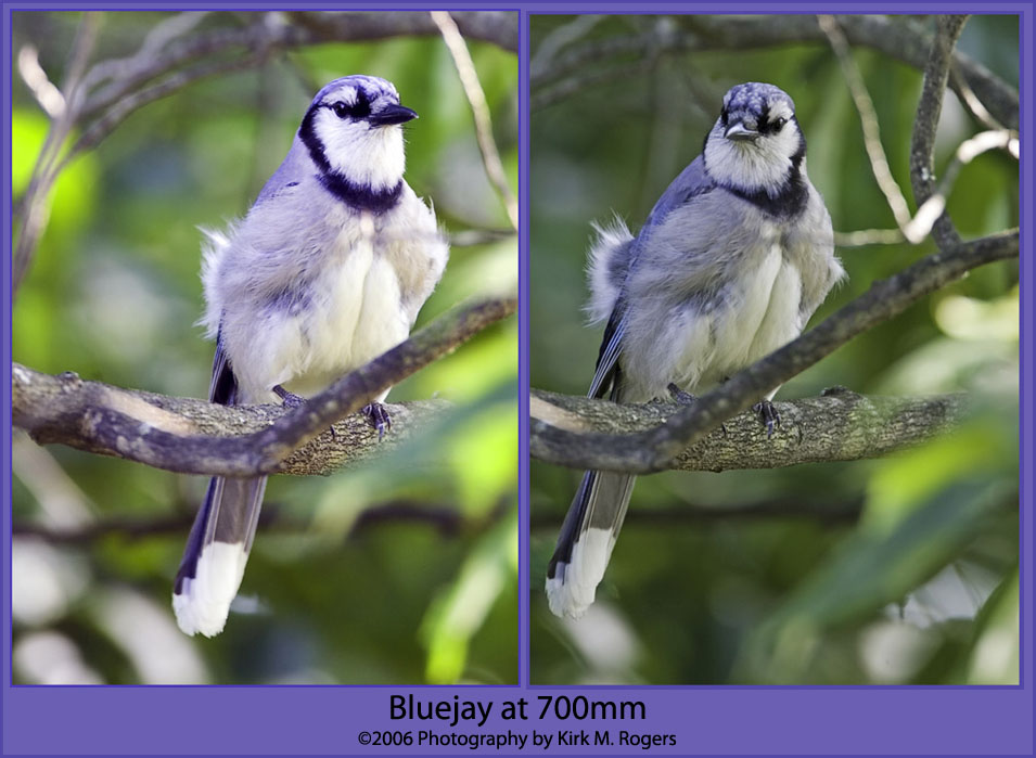 Young Backyard Bluejay