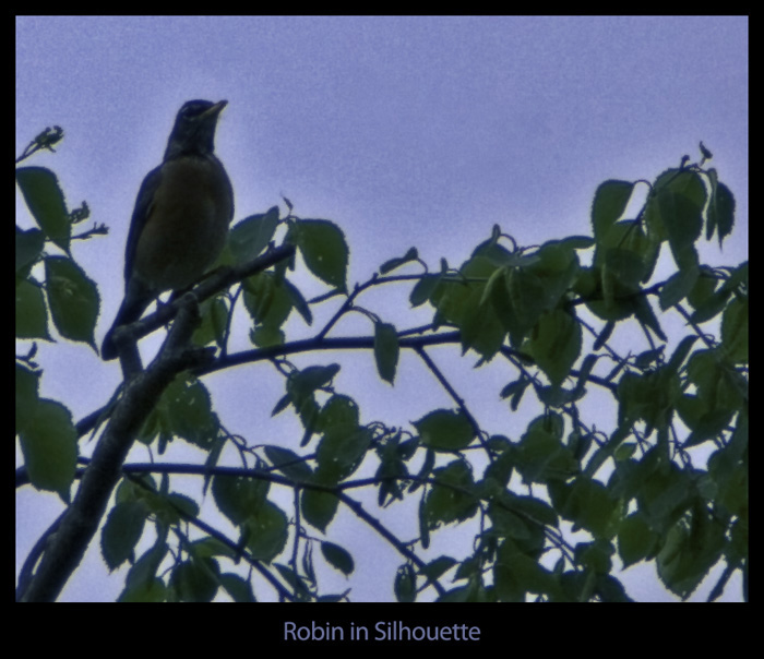 Robin in Silhouette