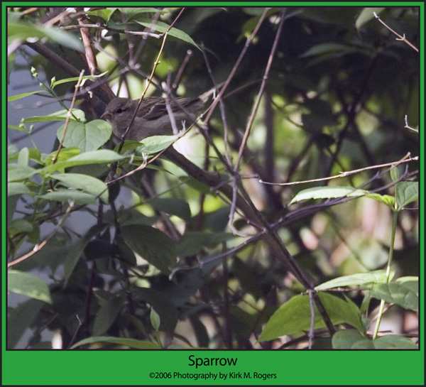 Garden Sparrow