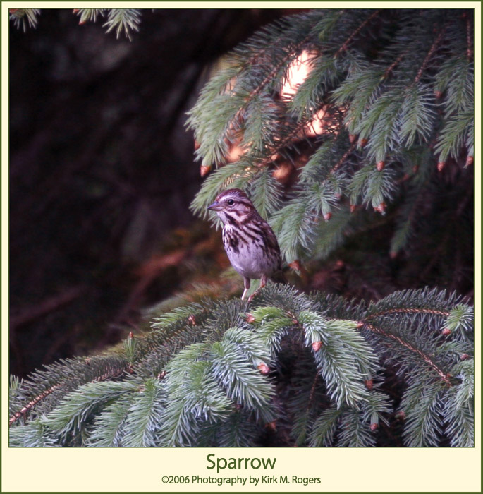 Sparrow in Evergreen