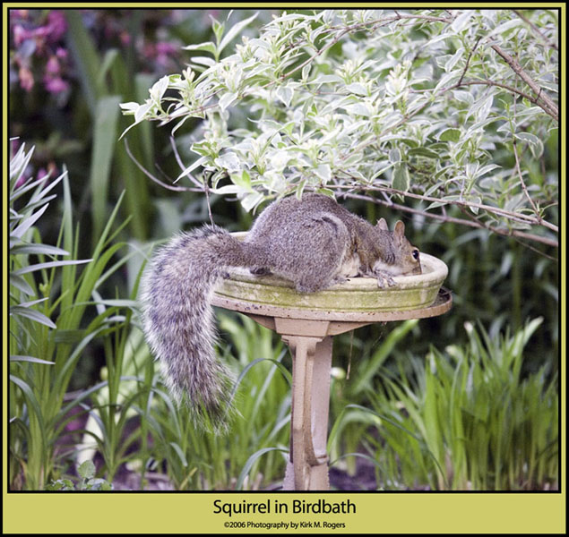 Squirrel in Birdbath