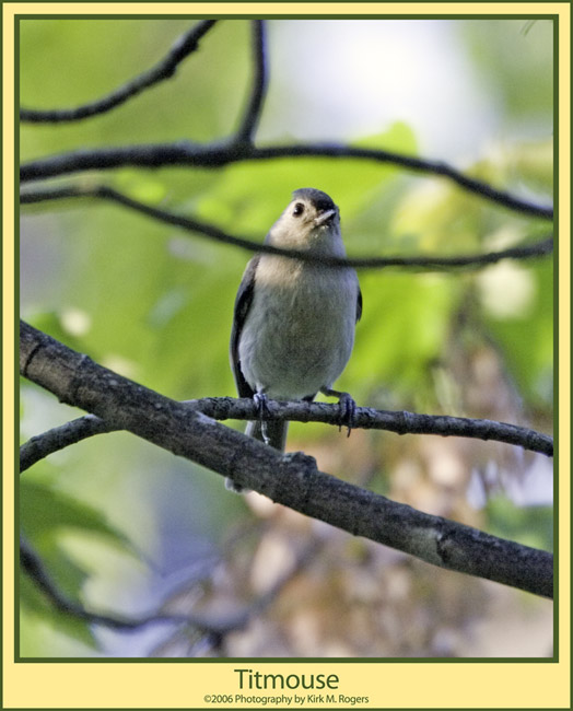 Tufted Titmouse