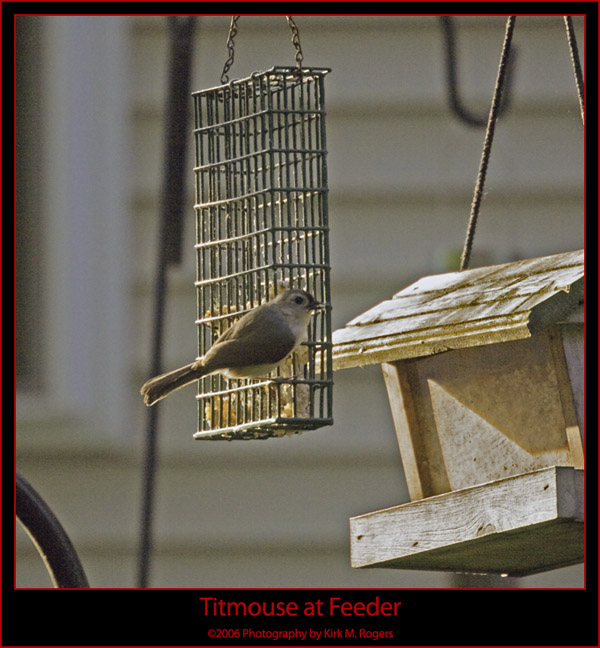 Titmouse at the Feeder