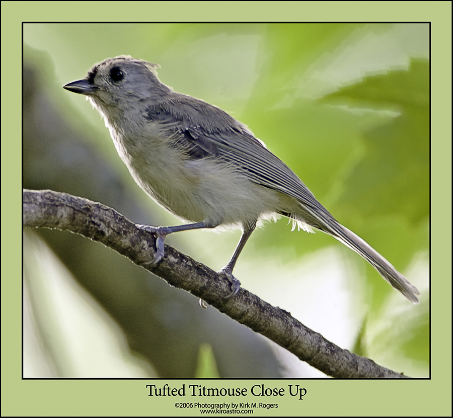 Titmouse Close Up