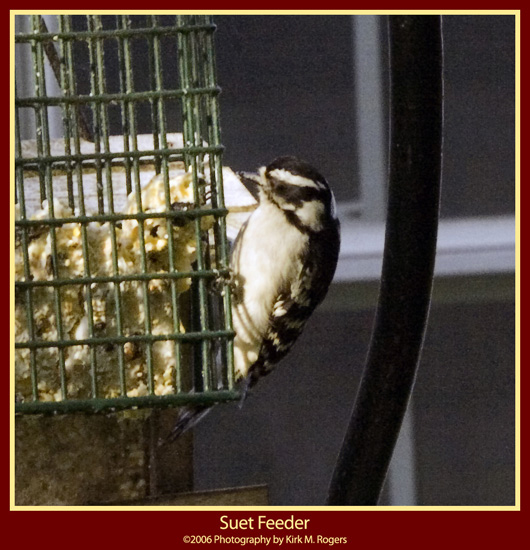 Woodpecker Feeding