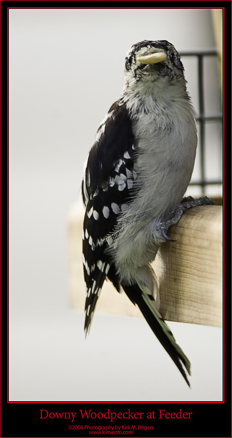 Downy Woodpecker