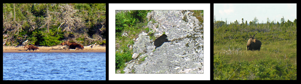 Moose & Black Bear Cub in the Park