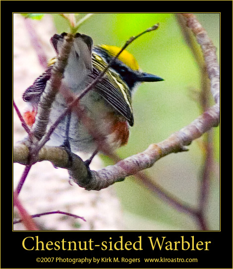 Chestnut-sided Warbler