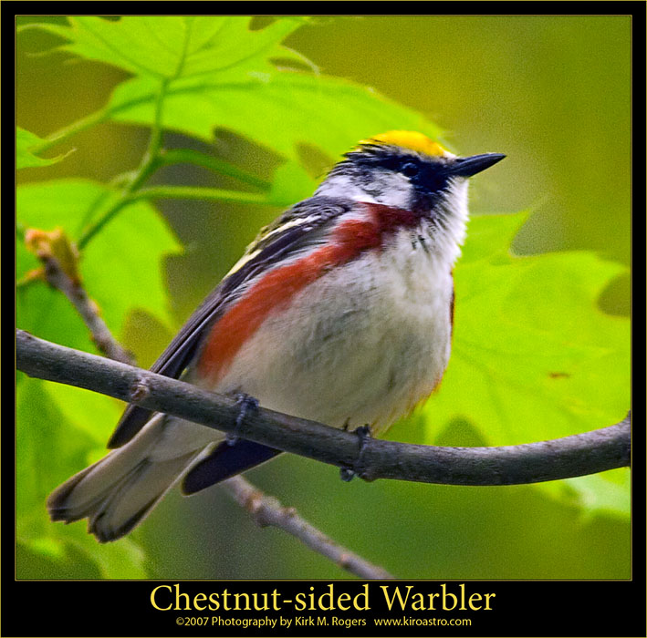 Chestnut-sided Warbler