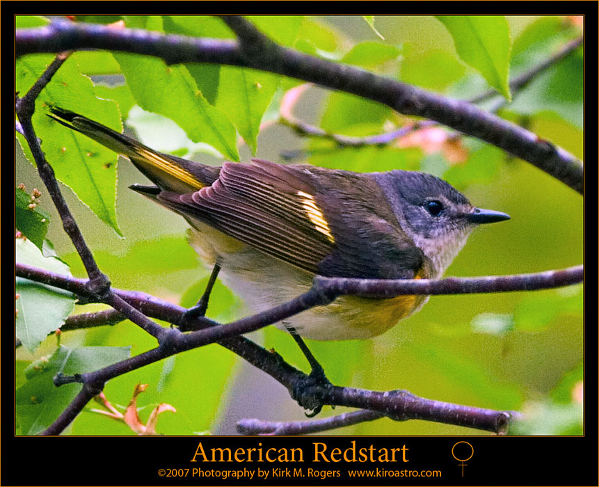 American Redstart