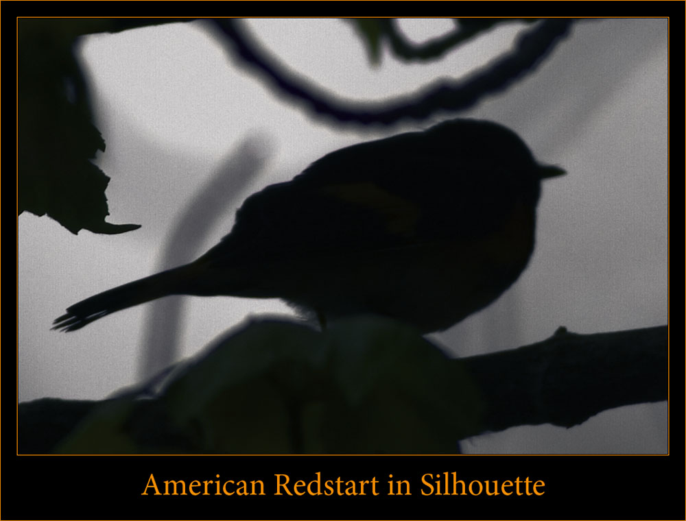 Redstart in Silhouette