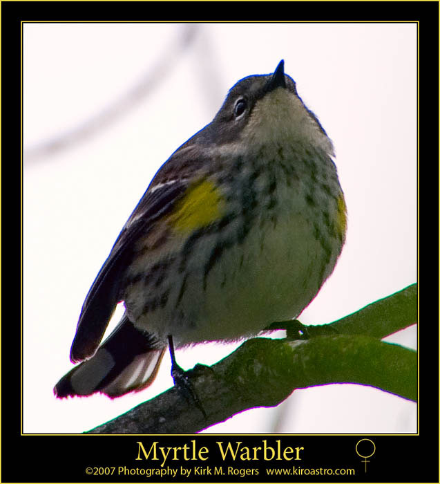 Yellow-rumped Warbler