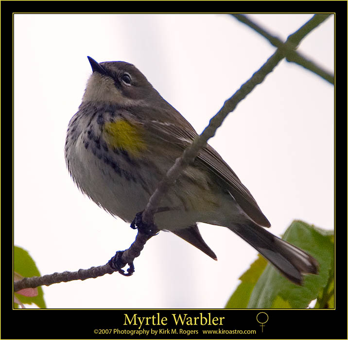 Yellow-rumped Warbler