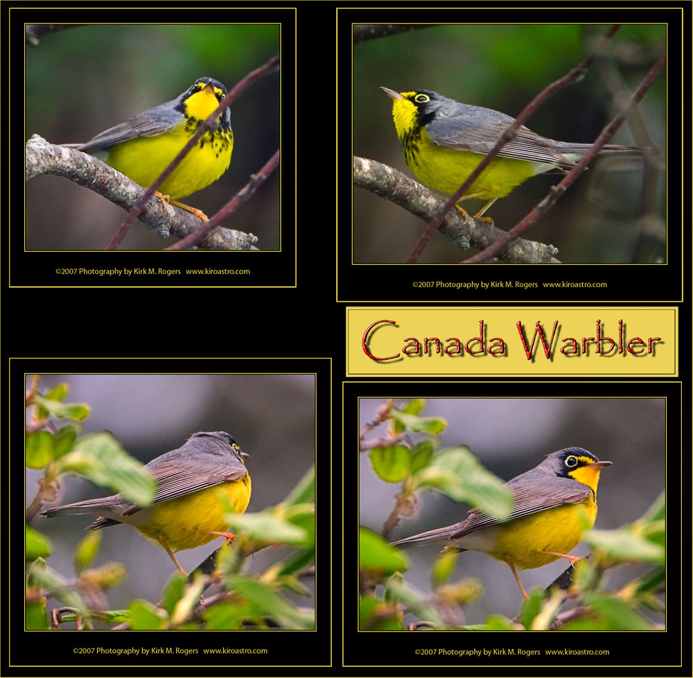 Canada Warbler