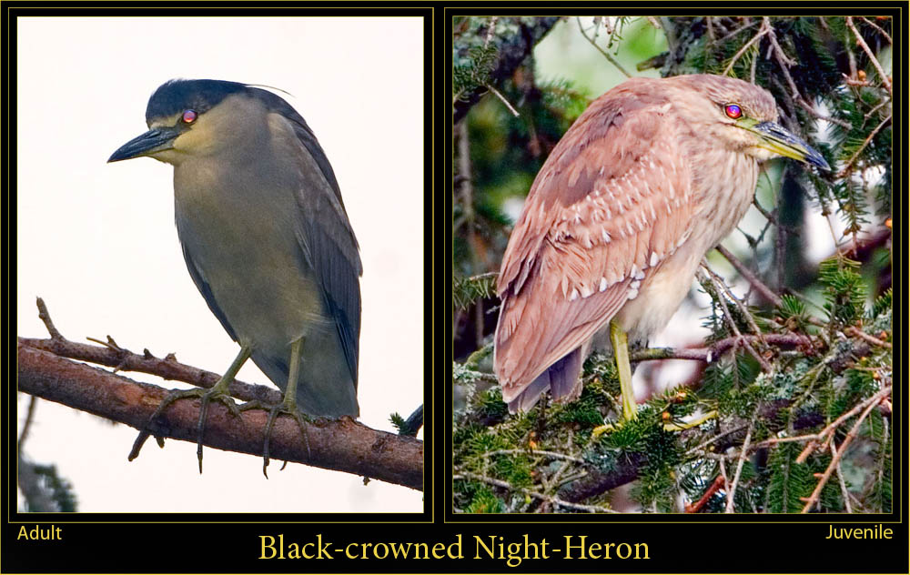 Pair of Black-crowned Night-Herons