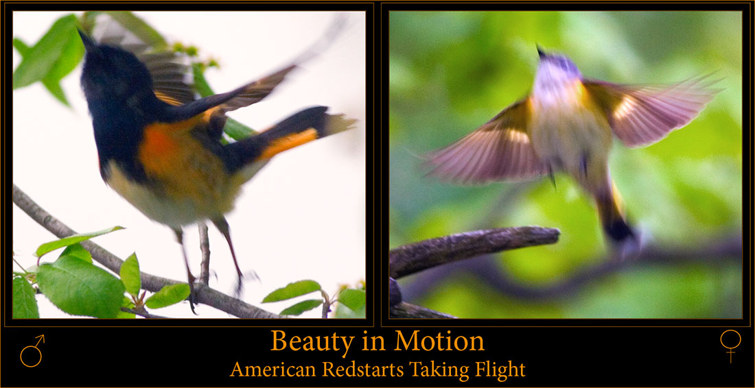 American Redstarts