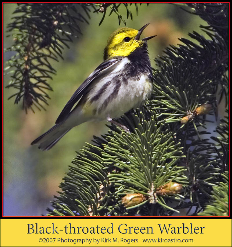 Black-throated Green Warbler - my favorite image of the day