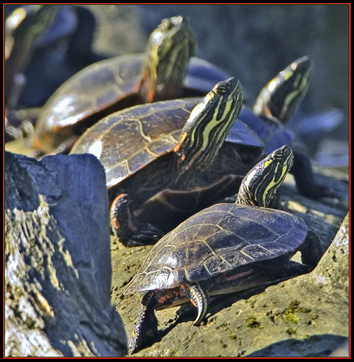 Painted Turtles Sunning