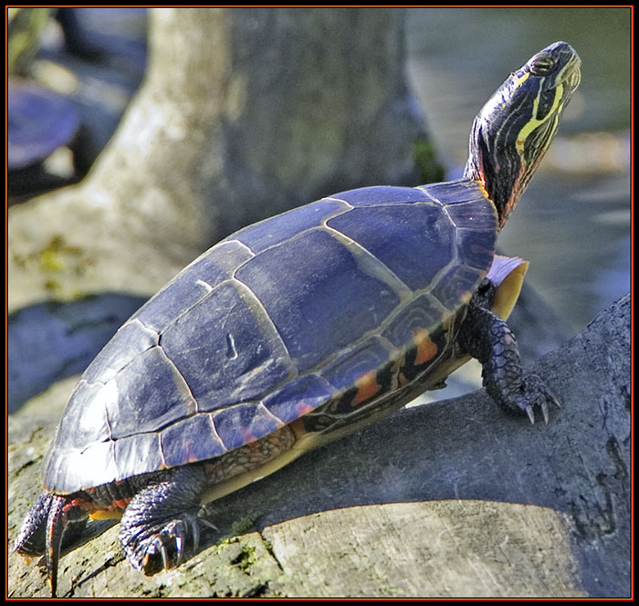 Turtle Fullview