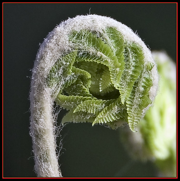 Fiddlehead Up Close