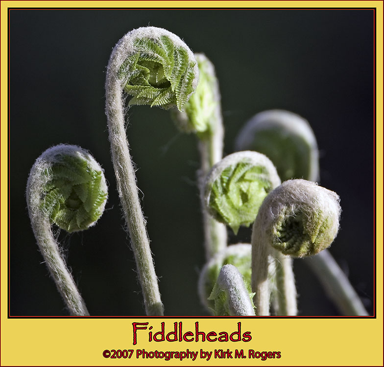 Fiddleheads on the Path