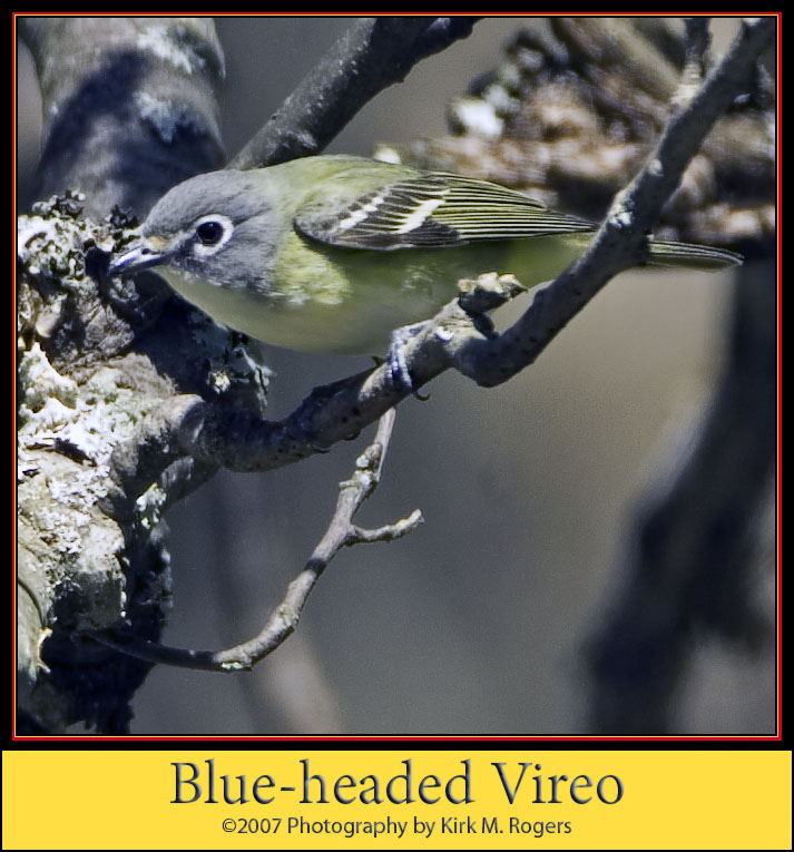 Blue-headed Vireo