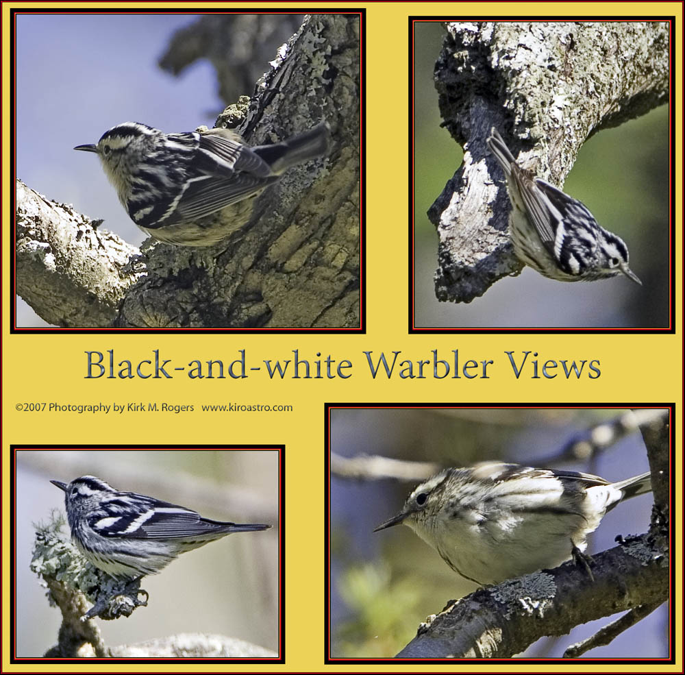 Black-and-white Warbler