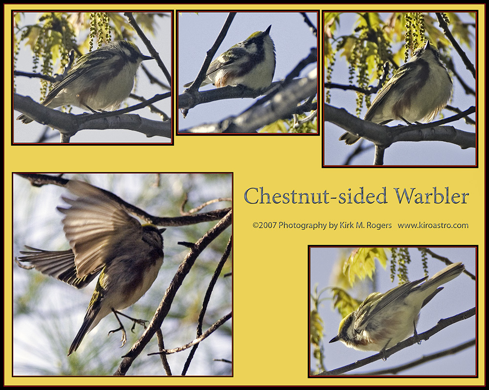 Chestnut-sided Warbler