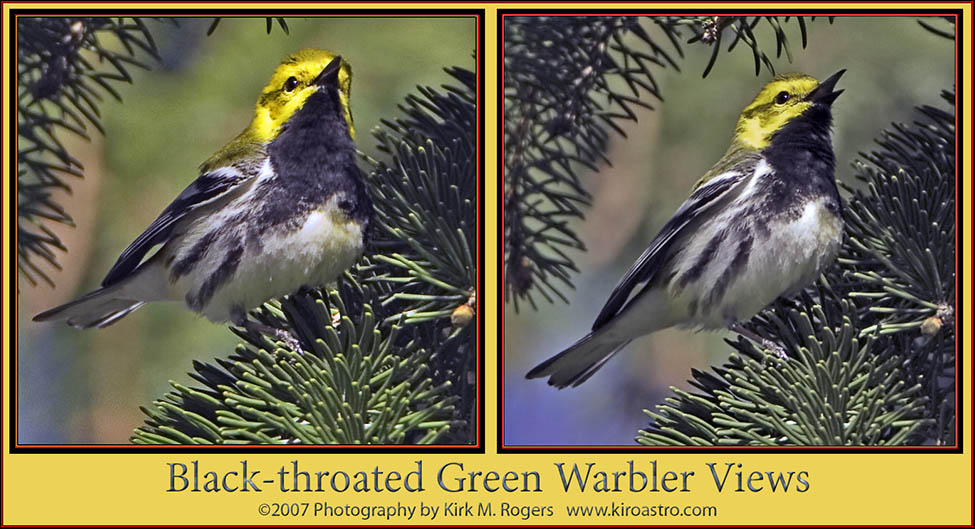 Black-throated Green Warbler