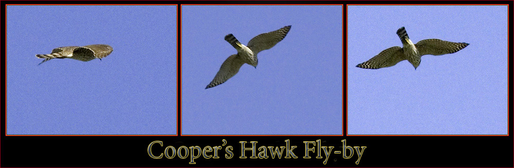 Cooper's Hawk