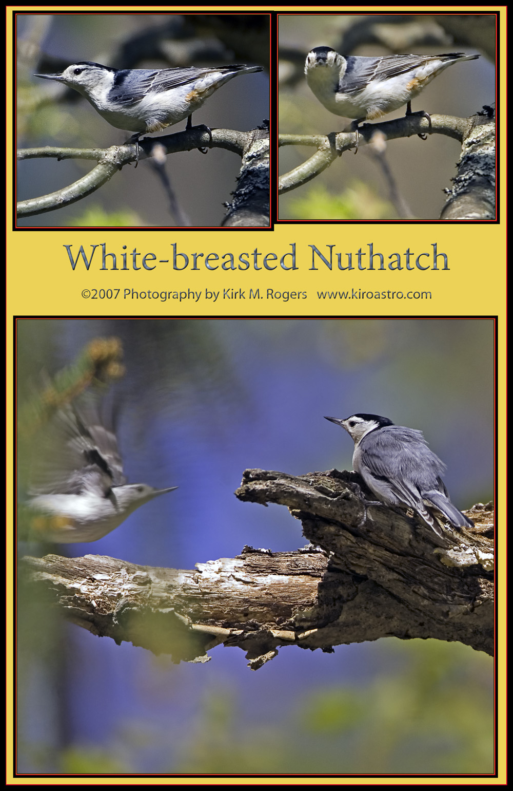 White-breasted Nuthatch