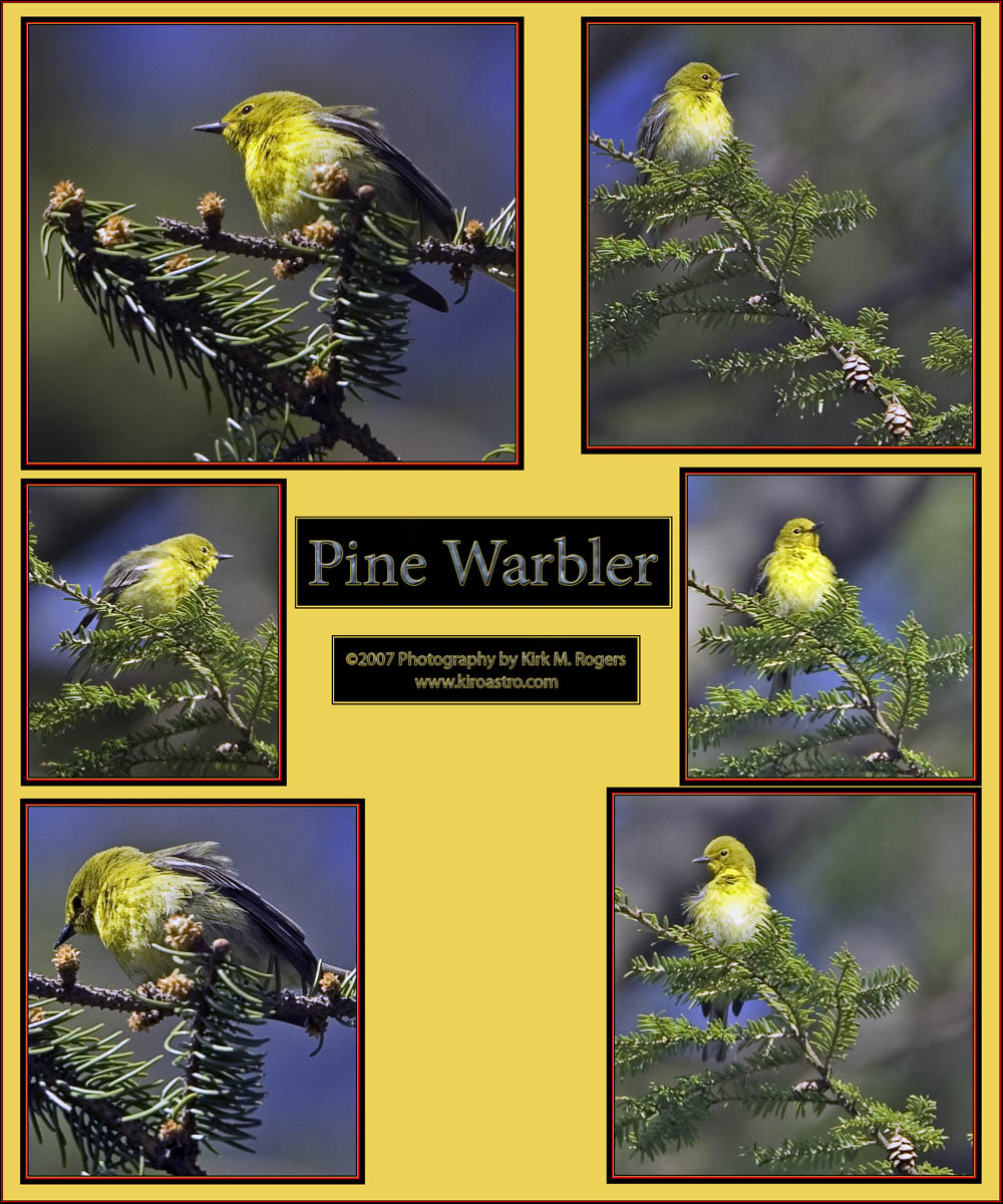 Pine Warbler