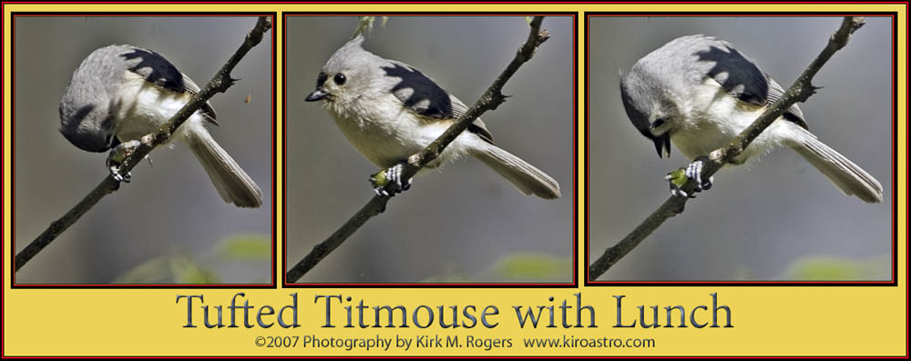 Tufted Titmouse