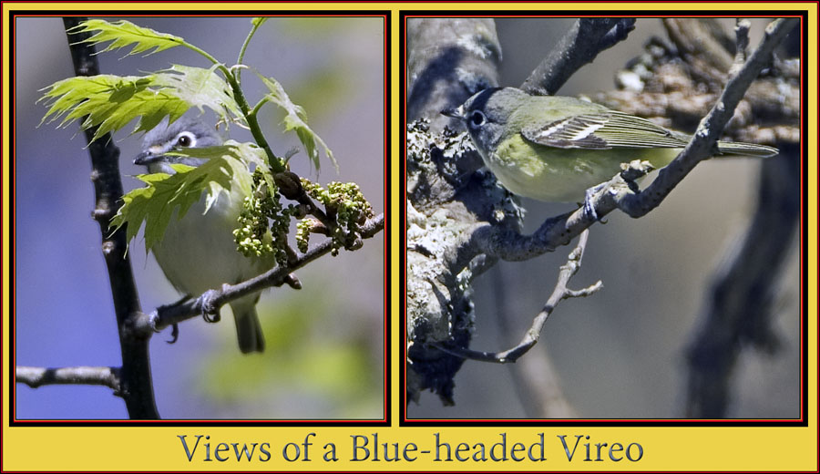 Blue-headed Vireo