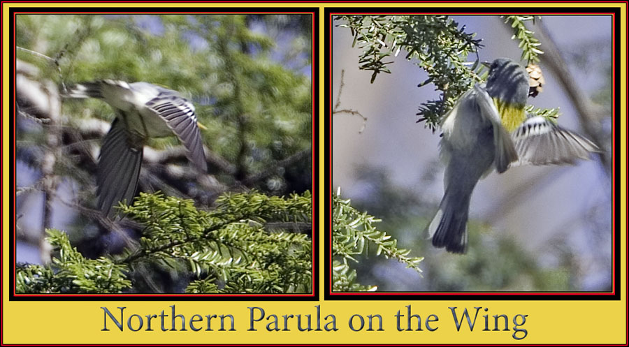 Northern Parula Wing Shots